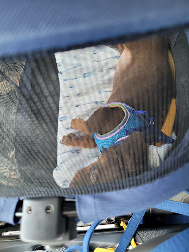 Pet Supply Store «Pet Supermarket», reviews and photos, 1746 E Silver Springs Blvd, Ocala, FL 34470, USA