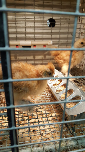 Hardware Store «Buchheit of House Springs», reviews and photos, 4550 Gravois Rd, House Springs, MO 63051, USA