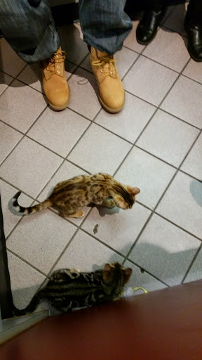 Pet Store «Petland», reviews and photos, 2123 Old Hudson Rd, St Paul, MN 55119, USA