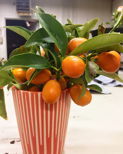 Florist «The Florist at Moana Nursery», reviews and photos, 1110 W Moana Ln, Reno, NV 89509, USA