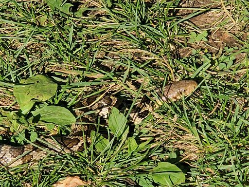 Nature Preserve «St. Croix Savanna Scientific and Natural Area (SNA)», reviews and photos, Osprey Blvd, Bayport, MN 55003, USA