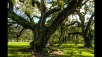 Panorama Tree Care- Tree Services - Photo 7 - Car repair in St. Petersburg, FL, St. Petersburg