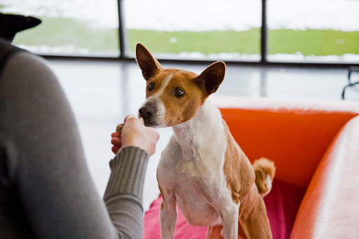 Utah Dog Park Airport