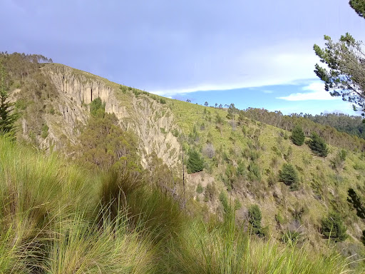 Bosque de pinos