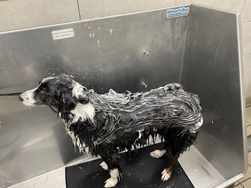 Pet Supply Store «Pet Supplies Plus», reviews and photos, 7041 Barker Cypress Rd, Cypress, TX 77433, USA