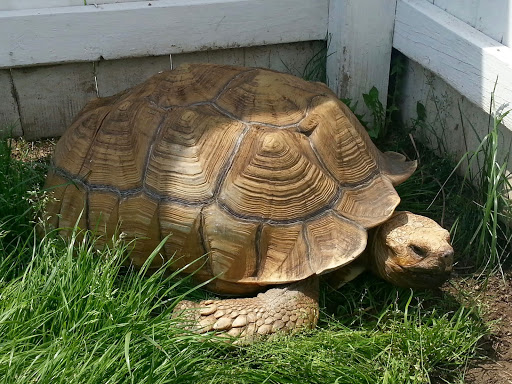 2295 N Williamston Rd, Williamston, MI 48895, USA