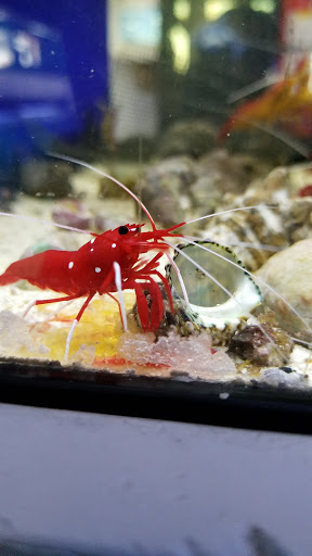 Pet Store «Pet World», reviews and photos, 891 Harriman Pl, San Bernardino, CA 92408, USA