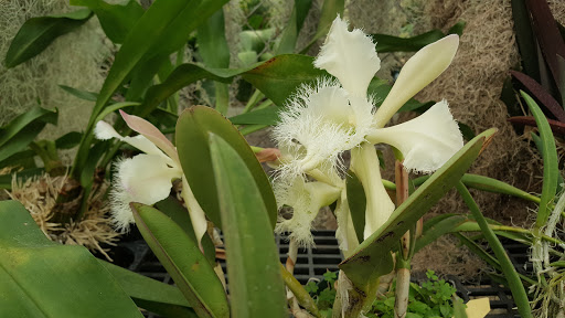 Florist «Dr Delphinium Flower & Orchid House», reviews and photos, 513 W Campbell Rd, Richardson, TX 75080, USA