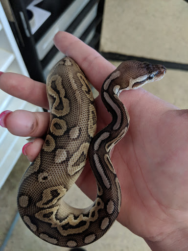 Pet Supply Store «Pet Bazaar», reviews and photos, 490 FL-436, Casselberry, FL 32707, USA