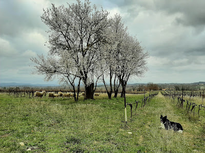 Domaine Clau du Sol à Savignargues