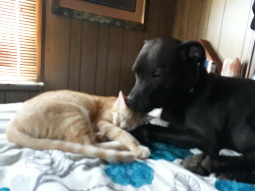 Pet Supply Store «PetSmart», reviews and photos, 4004 US-130, Delran, NJ 08075, USA