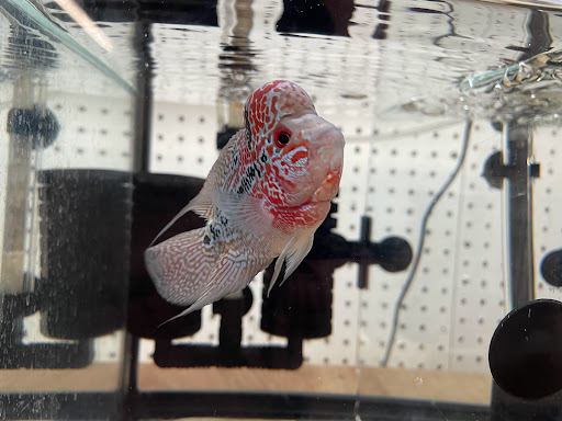 Pet Supply Store «Pet Zone Tropical Fish», reviews and photos, 4266 University Ave, San Diego, CA 92105, USA