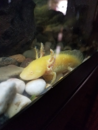 Pet Store «Fins Feathers Paws Claws», reviews and photos, 201 Station Rd, Quakertown, PA 18951, USA