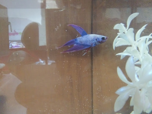 Pet Supply Store «PetSmart», reviews and photos, 450 Fairview Ave, Hudson, NY 12534, USA