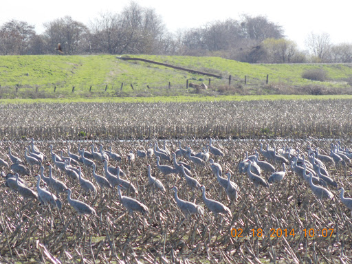 Nature Preserve «Cosumnes River Preserve», reviews and photos, 13501 Franklin Blvd, Galt, CA 95632, USA