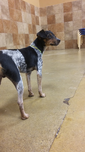 Pet Supply Store «PetSmart», reviews and photos, 10 Hazard Ave, Enfield, CT 06082, USA