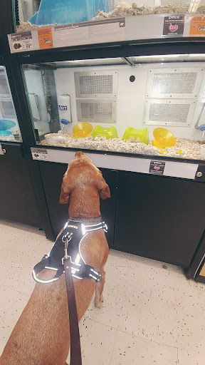 Pet Supply Store «Petco Animal Supplies», reviews and photos, 1231 Bruce B Downs Blvd, Wesley Chapel, FL 33543, USA