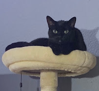 Stellar Pet Sitting LLC - Photo 2 - Car repair in Yorba Linda, CA, Mission Viejo