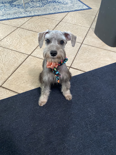 Pet Groomer «ITIG Happy Dog Wash», reviews and photos, 6465 S Chickasaw Trail, Orlando, FL 32829, USA