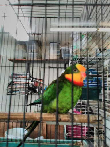 Pet Store «Pet Central», reviews and photos, 1411 Powell St, San Francisco, CA 94109, USA