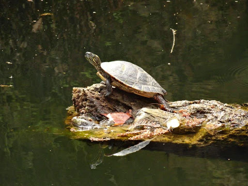 Non-Profit Organization «Westcave Outdoor Discovery Center», reviews and photos, 24814 Hamilton Pool Rd, Round Mountain, TX 78663, USA