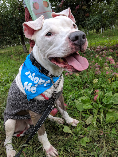 Farm «Fairmount Fruit Farm», reviews and photos, 887 Lincoln Street, Franklin, MA 02038, USA