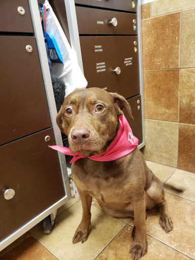 Pet Supply Store «PetSmart», reviews and photos, 2861 Veterans Memorial Pkwy, St Charles, MO 63303, USA