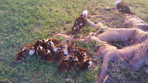 Park «Royal Palm Park», reviews and photos, 1701 NW 38th St, Oakland Park, FL 33309, USA