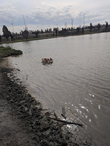 Dog Park «Beck Lake Off-Leash Dog Area», reviews and photos, 9700 Gloria Ct, Glenview, IL 60025, USA