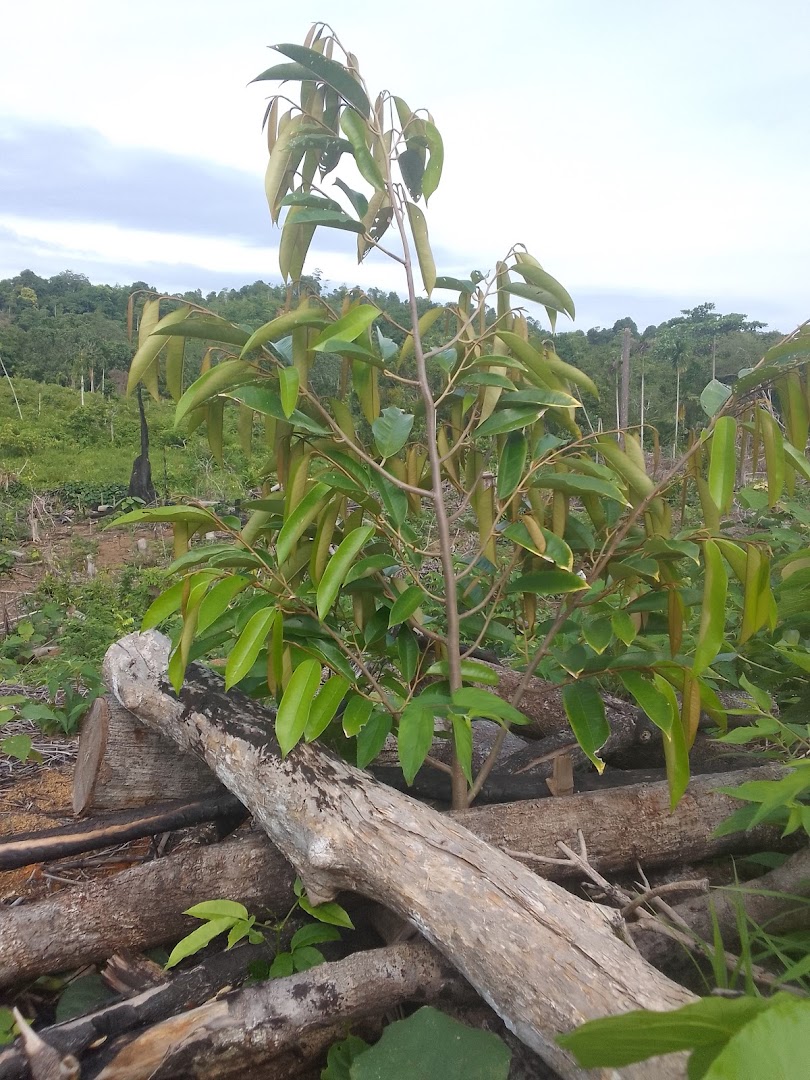 Kebun Durian Duri Hitan Photo