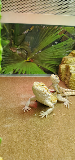 Pet Supply Store «PetSmart», reviews and photos, 3630 Peachtree Pkwy, Suwanee, GA 30024, USA