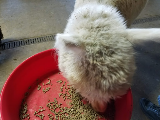 Livestock Breeder «Alpacas at Marquam Hill Ranch», reviews and photos, 35835 OR-213, Molalla, OR 97038, USA