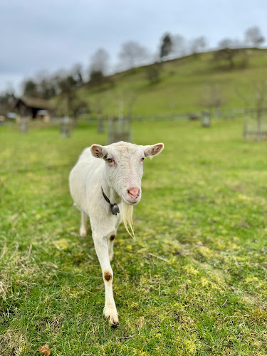 Rezensionen über Mooshof Lenzburg - Biobauernhof in Baden - Bioladen