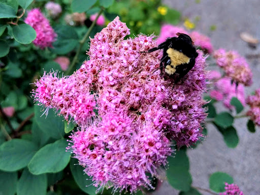 Park «Tualatin Hills Nature Park», reviews and photos, 15655 SW Millikan Way, Beaverton, OR 97006, USA