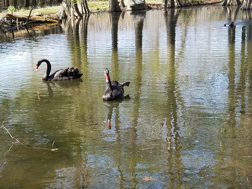 Zoo «Gulf Breeze Zoo», reviews and photos, 5701 Gulf Breeze Pkwy, Gulf Breeze, FL 32563, USA