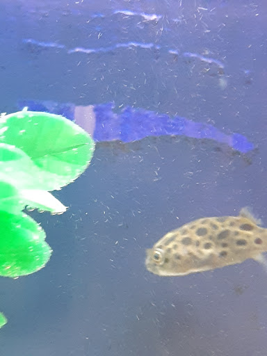 Pet Supply Store «Pet Station Jackson», reviews and photos, 1617 E Michigan Ave, Jackson, MI 49202, USA