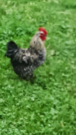 Produce Market «Solly Brothers», reviews and photos, 707 Almshouse Rd, Warminster, PA 18974, USA