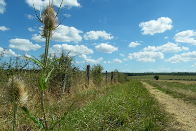 Le Sanglier Sauvage à Champsevraine