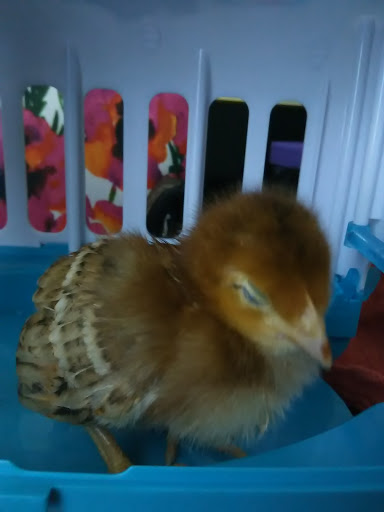 Pet Supply Store «Valley Feed», reviews and photos, 1486 Freedom Blvd, Watsonville, CA 95076, USA