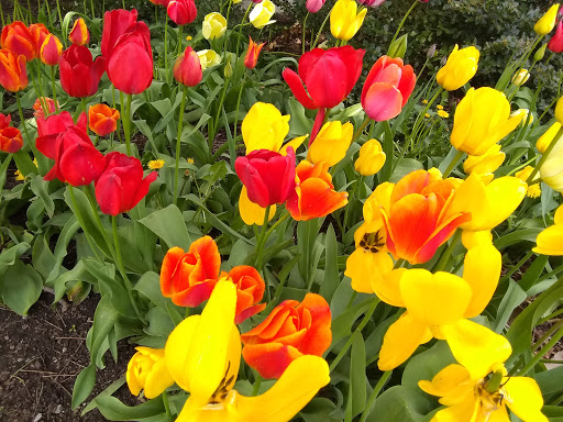 Tourist Attraction «Hoyt Lake», reviews and photos, 199 Lincoln Pkwy, Buffalo, NY 14222, USA