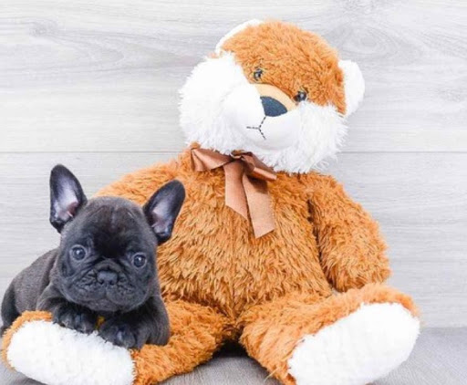 Pet Store «Pet Express», reviews and photos, 100 Independence Way, Danvers, MA 01923, USA