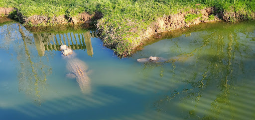 Zoo «Gators and Friends», reviews and photos, 11441 US-80, Greenwood, LA 71033, USA