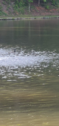 Golf Course «Alfred Tup Holmes Golf Course», reviews and photos, 2300 Wilson Dr SW, Atlanta, GA 30311, USA