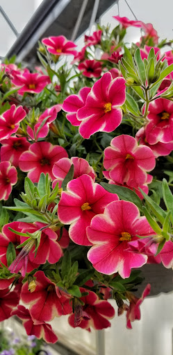 Florist «Bayport Flower Houses, Inc.», reviews and photos, 940 Montauk Hwy, Bayport, NY 11705, USA