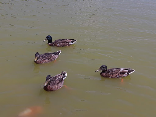 Golf Course «Waters Edge Mini Golf», reviews and photos, 230 N Ronks Rd, Bird in Hand, PA 17505, USA