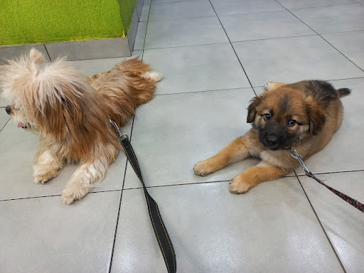 Bichos da Sabará em São Paulo - SP