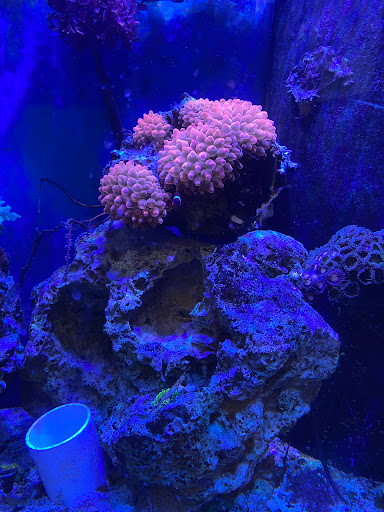 Pet Store «Exotic Fish», reviews and photos, 406 Northside Dr # F, Valdosta, GA 31602, USA