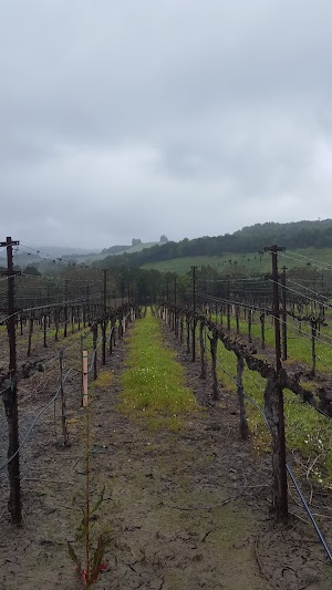 Viszlay Vineyards - photo 13