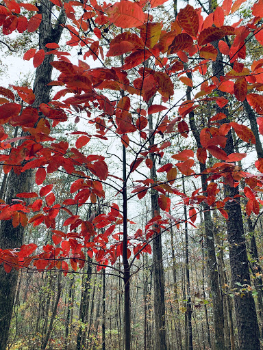 Nature Preserve «Autrey Mill Nature Preserve & Heritage Center», reviews and photos, 9770 Autrey Mill Rd, Johns Creek, GA 30022, USA