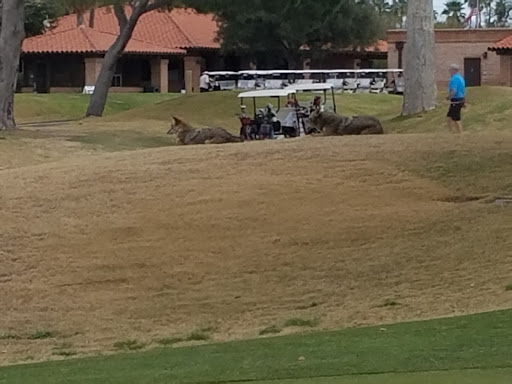 Golf Club «Randolph Golf Course», reviews and photos, 600 S Alvernon Way, Tucson, AZ 85711, USA